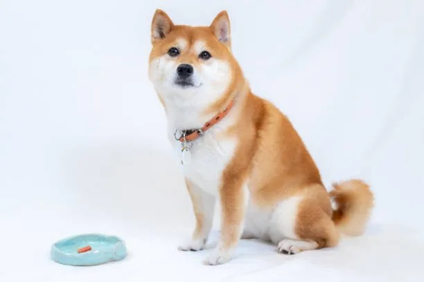  chihuahua shiba inu mix Temperament and Behavior of Shiba Inu Chihuahua Mixes