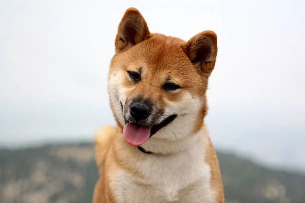  chihuahua shiba inu mix Cost of Ownership