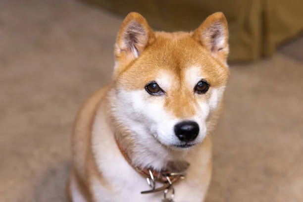  chihuahua shiba inu mix Health and Lifespan