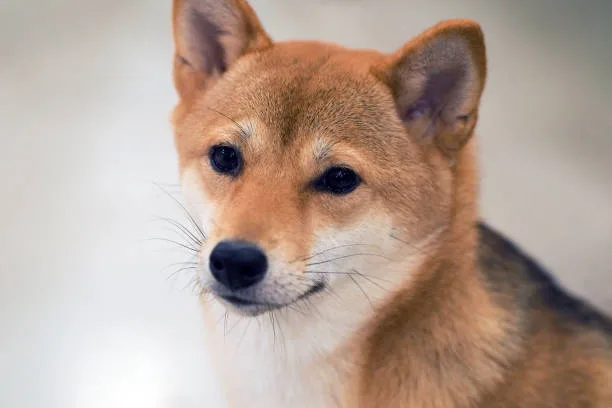  chihuahua shiba inu mix Conclusion: Is the Chihuahua Shiba Inu Mix Right for You?