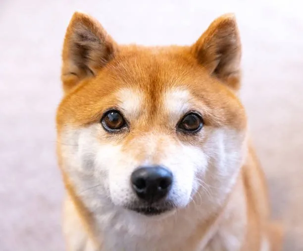  chihuahua shiba inu mix Living with a Chihuahua Shiba Inu Mix