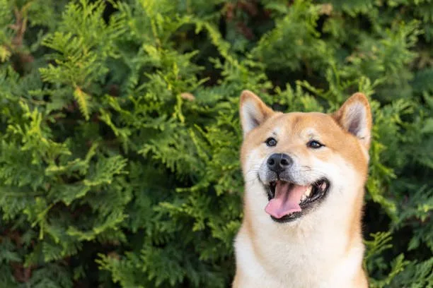  chihuahua shiba inu mix Diet and Nutrition