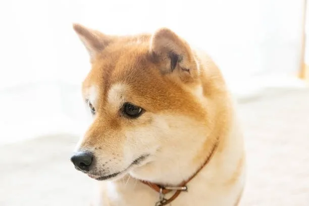  chihuahua shiba inu mix Exercise and Activity Level
