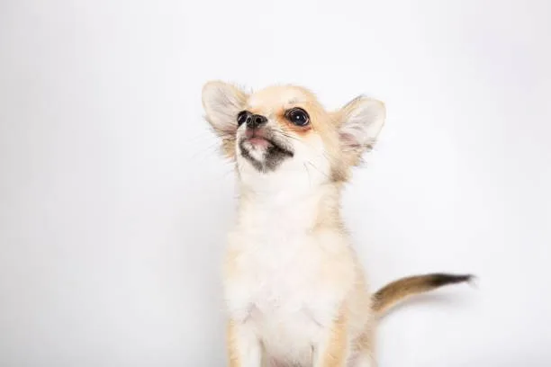 chihuahua weiner dog mix Caring for Your Chiweenie