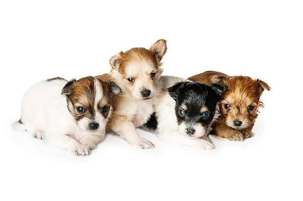  chihuahua weiner dog mix puppies Grooming and Care