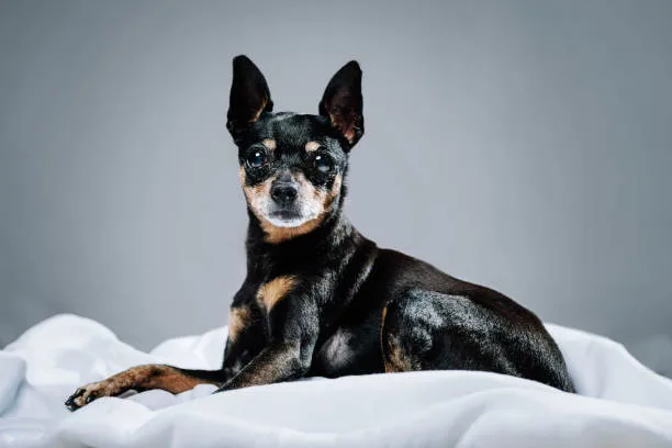  chihuahua weiner dog mix puppy Temperament and Behavior