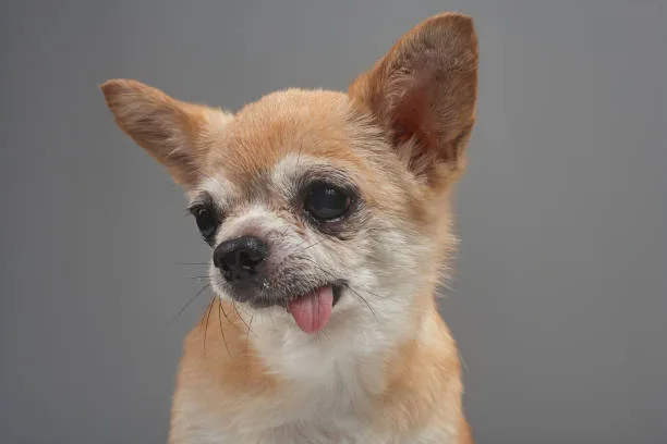 chihuahua weiner dog pug mix Personality Traits