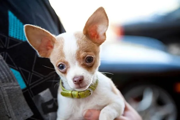 chihuahua weiner dog pug mix Strategic Training Methods for Chihuahua Weiner Dog Pug Mixes