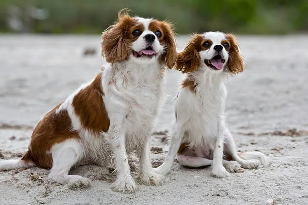 cocker spaniel and chihuahua mix Training and Socialization