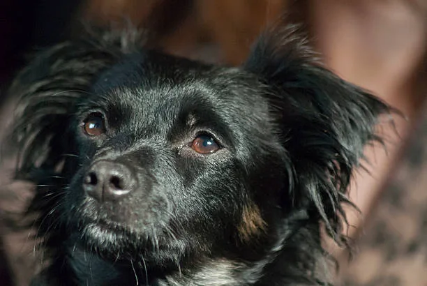 cocker spaniel chihuahua mix black Health and Lifespan