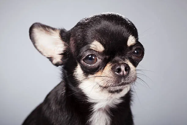 cocker spaniel chihuahua mix black Interaction with Other Animals