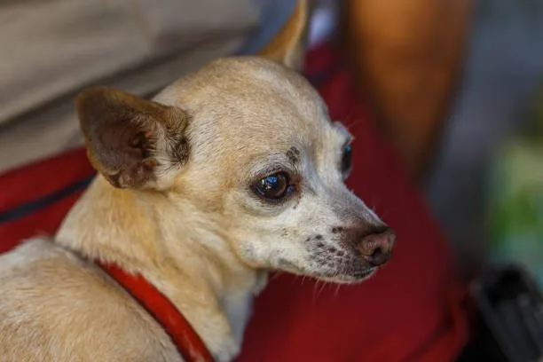 cocker spaniel chihuahua mix black Pet Adoption and Rescue: The Journey to Find a Mixed Cocker Spaniel