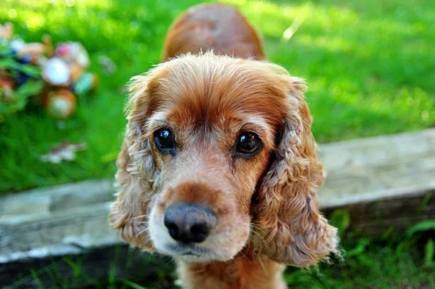 cocker spaniel chihuahua mix black Temperament and Personality Traits
