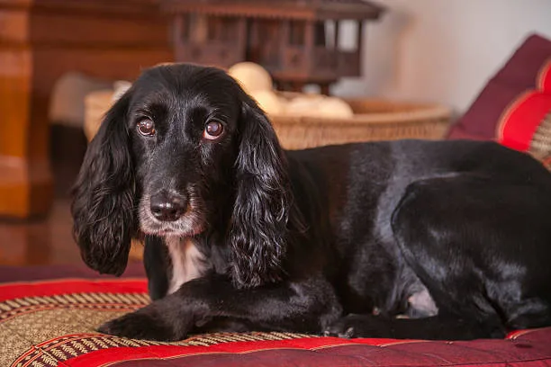 cocker spaniel chihuahua mix black Travel and Mobility