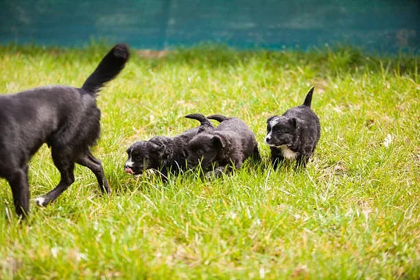cocker spaniel chihuahua mix black Understanding Designer Dog Breeds: The Chi-Spaniel
