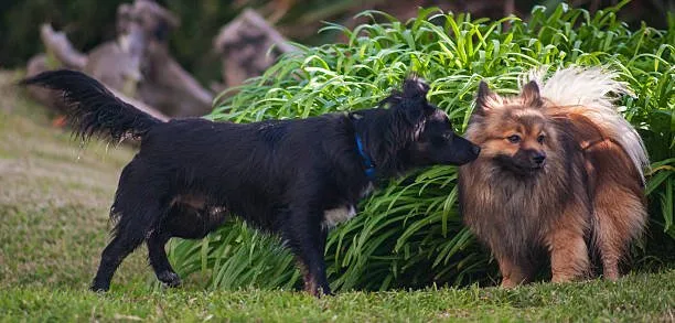 cocker spaniel chihuahua mix black Grooming and Maintenance
