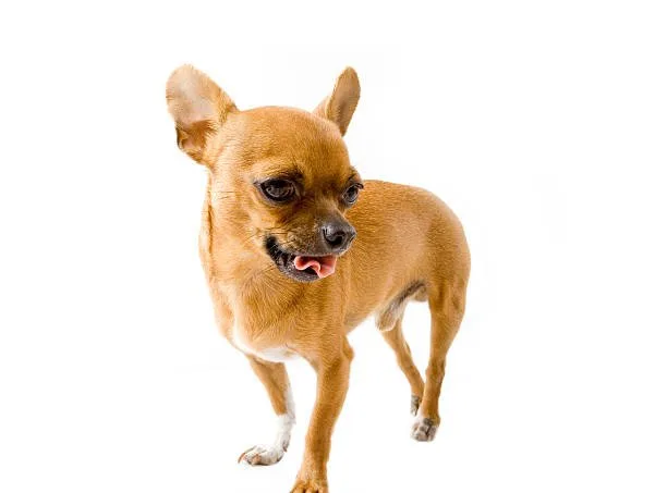  cocker spaniel chihuahua mix full grown Conclusion: Is the Chi-Spaniel Right for You?
