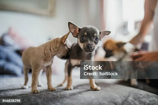  cocker spaniel chihuahua mix full grown Temperament and Personality Traits