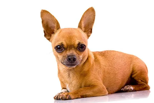  cocker spaniel chihuahua mix full grown Diet and Nutrition