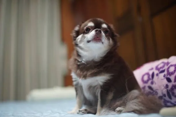  cocker spaniel chihuahua mix full grown Designer Dog Appeal and Genomic Insights