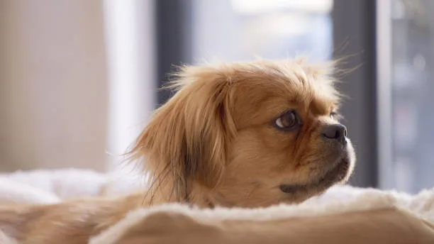  cocker spaniel chihuahua mix puppies Exercise and Activity Needs