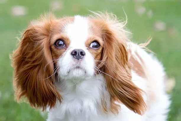 cocker spaniel chihuahua mix puppy Exercise Requirements