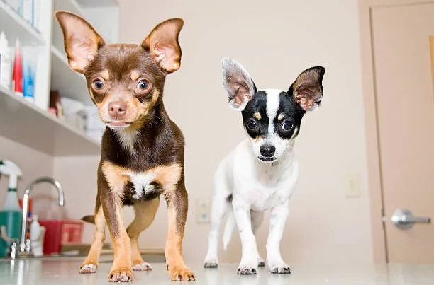 cocker spaniel chihuahua mix puppy Grooming Needs
