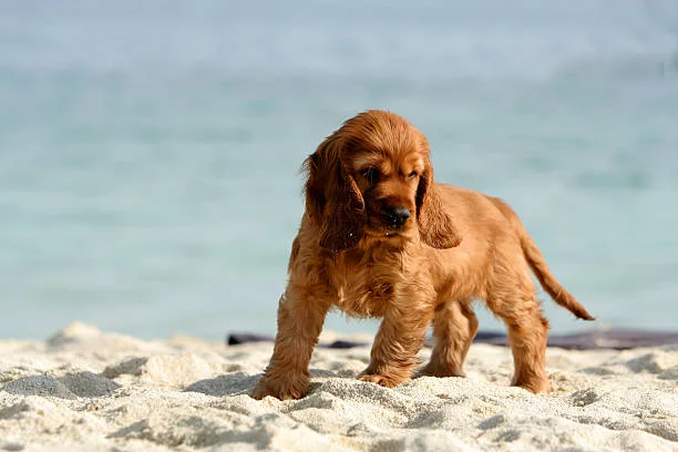 cocker spaniel chihuahua mix Socialization and Behavior Development