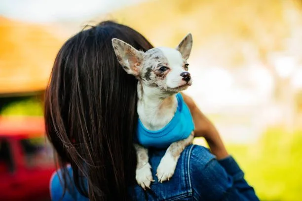 cocker spaniel mixed chihuahua Diet and Nutrition