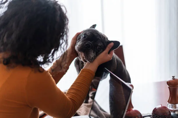 cocker spaniel mixed chihuahua Advantages and Challenges of the Mix