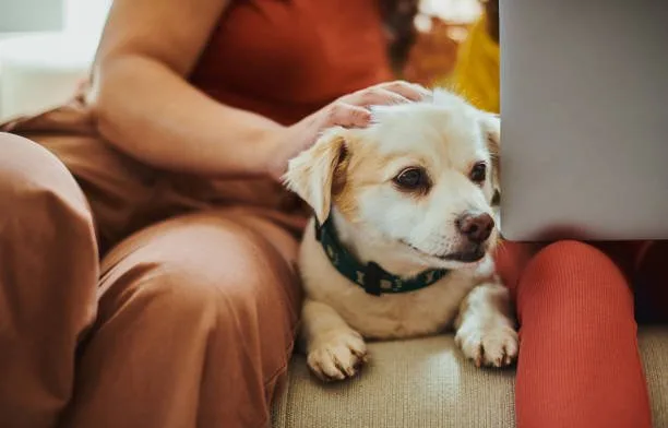 cocker spaniel mixed chihuahua Understanding Mixed-Breed Dog Genetics and Care