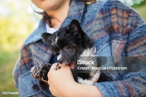  cocker spaniel mixed with chihuahua puppies Preparation for Bringing a Puppy Home