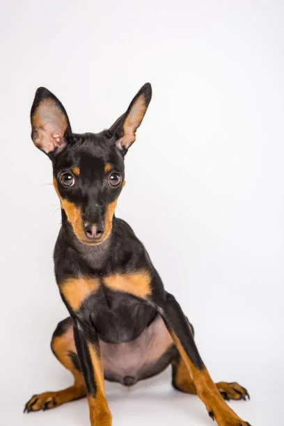  doberman chihuahua mix Exercise and Activity Requirements