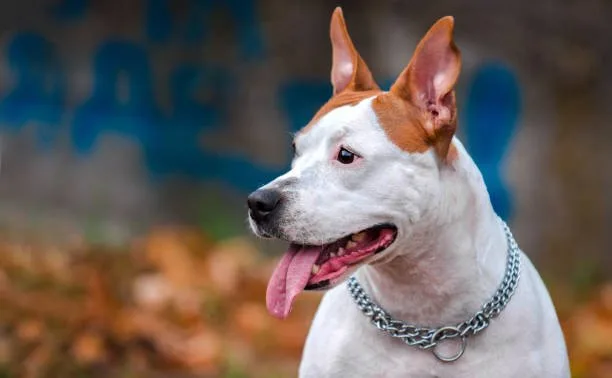  doberman chihuahua mix Grooming Needs
