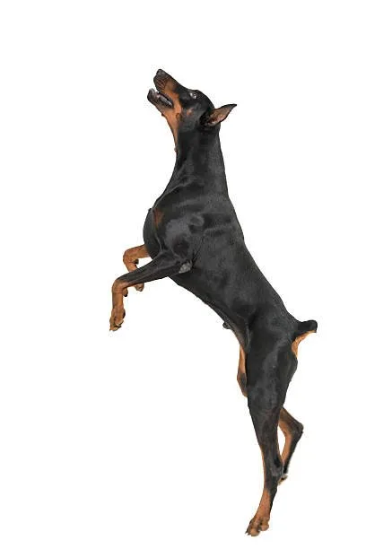  doberman chihuahua mix The Role of Socialization and Training in Dog Development