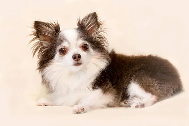  doberman chihuahua mix Small Dog Syndrome and Mixed Breed Behavior