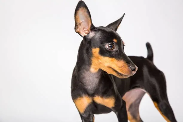  doberman chihuahua mix Dietary Considerations