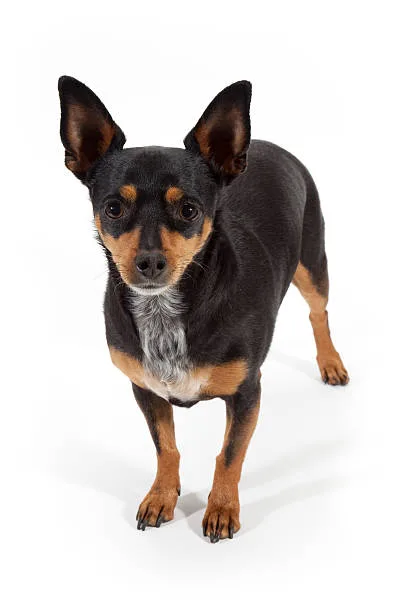 doberman chihuahua mix price Geographical Influence on Cost