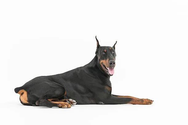 doberman chihuahua mix price Conclusion: Finding the Right Mix at the Right Price