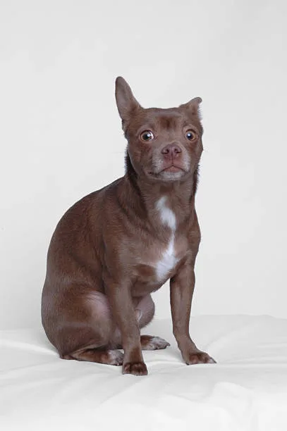 doberman chihuahua mix price Health and Lifestyle: Integrating a Chi-Dobie into Family Life