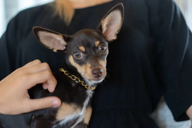 doberman chihuahua mix price The Truth About 'Bargain Puppies'