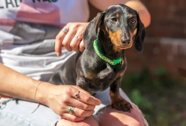 doberman chihuahua mix price The Role of Pedigree and Lineage