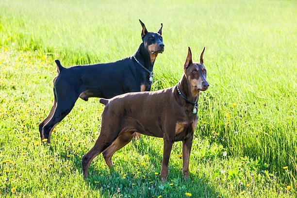 doberman chihuahua mix puppies The Appeal and Challenges of Designer Dogs