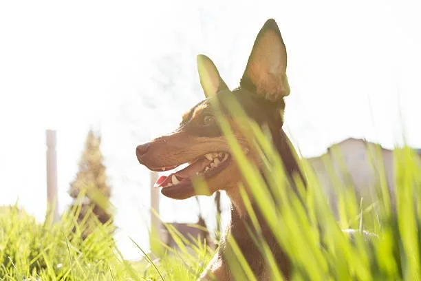 doberman chihuahua mix puppies Physical Characteristics