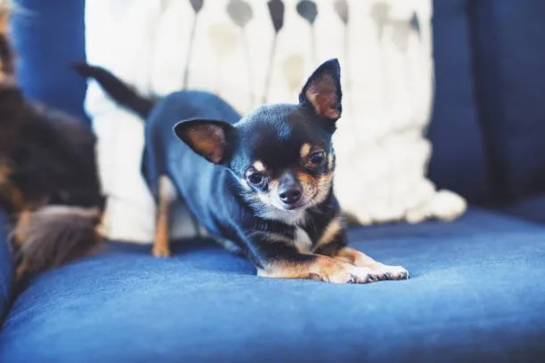 doberman chihuahua mix puppies Financial Considerations