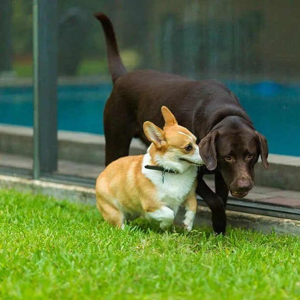 doberman chihuahua mix puppies Living Space Requirements
