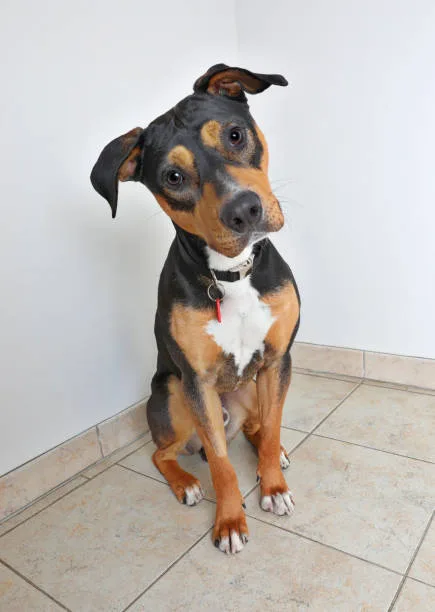 doberman mix with chihuahua Conclusion: Is the Doberman Chihuahua Mix the Right Pet for You?