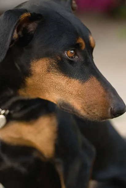 doberman mix with chihuahua Managing the Dynamic Personality and Health of the Chi-Dobie
