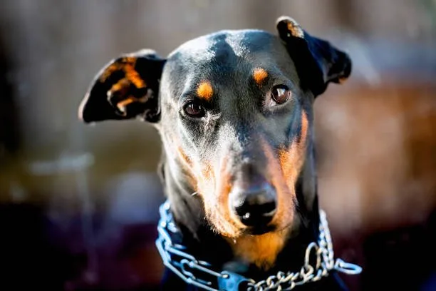 doberman mix with chihuahua Ethical Considerations in Acquiring a Doberman Chihuahua Mix