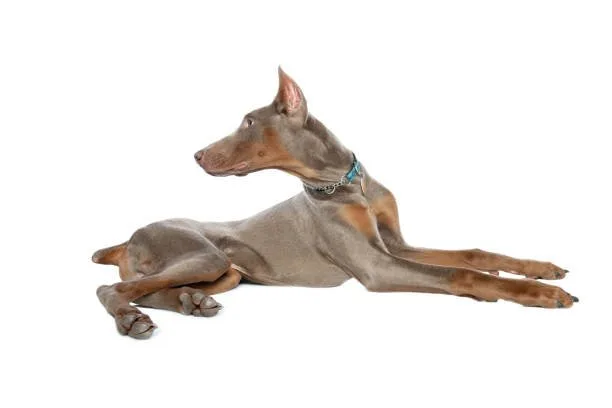 doberman mix with chihuahua The Unique Appeal of Designer Hybrid Dogs